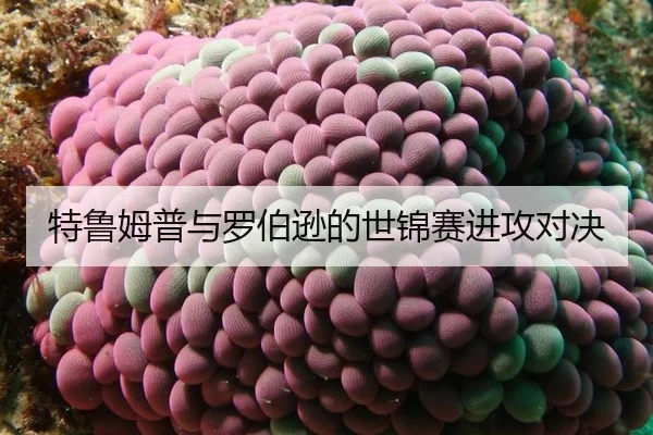 特鲁姆普与罗伯逊的世锦赛进攻对决